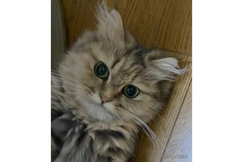 販売中のペルシャの親猫